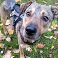 Chivas sucht sein Zuhause, Hund zur Adoption