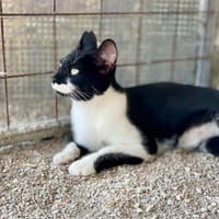 Klelia, verspieltes Katzenmädchen, 1J, Katze zur Adoption