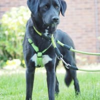 Pauline, liebevolle Junghündin,1J 34393, Hündin zur Adoption