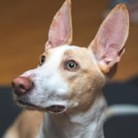 Notfell Felix, Hund zur Adoption