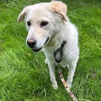 MARLON - hofft auf eine eigene Familie, Hund zur Adoption