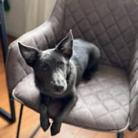 Tina, aktive Welpendame, ca. 6 M 72760, Hündin zur Adoption