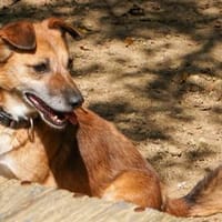 AMON wartet auf sein eigenes Körbchen, Hund zur Adoption