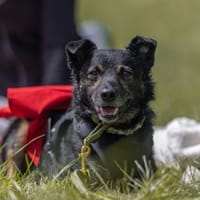 Dante, liebenswerter Rüde, 6J 83024, Hund zur Adoption