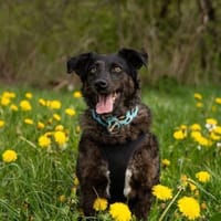 Browny, lernwilliger Rüde, 6J 88299, Hund zur Adoption