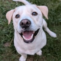 Powerpaket sucht seine Familie, Hund zur Adoption