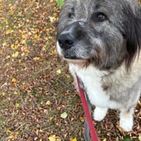 Dringend Pflegestelle/Gnadenplatz ges., Hündin zur Adoption