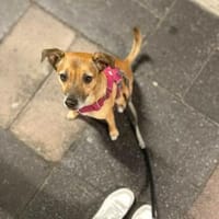 Bailey - aktiv und sensibel, Hündin zur Adoption