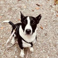 Bütyök, freundlicher Bub, ca. 4 Jahre, Hund zur Adoption