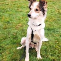 Luca sucht seine Familie, Hund zur Adoption