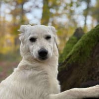 Cami unser schneeweißer Engel, Hündin zur Adoption