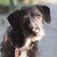 Gismo - freundlich, liebevoll & schüchte, Hund zur Adoption