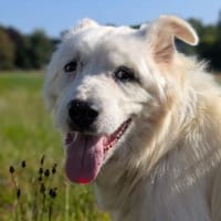 Gnadenplatz gesucht, Hund zur Adoption