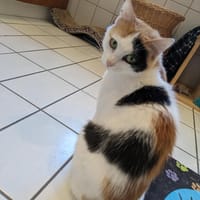 Kätzin Beba, Katze zur Adoption
