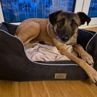 Sitara - wartet in 72108 Rottenburg am N, Hündin zur Adoption