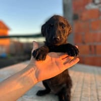 🐾 Baloo sucht sein Zuhause 🏡 🐾, Hund zur Adoption