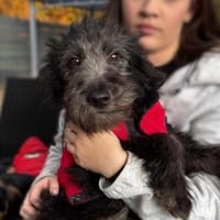 Chewy sucht für immer zu Hause..., Hund zur Adoption