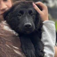 Butterfly unser Schönheit..., Hündin zur Adoption