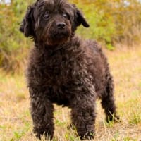 Leon, blinder ganz lieber Rüde, Hund zur Adoption