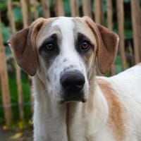 Saturno freut sich auf sein neues Leben, Hund zur Adoption