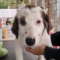 Mika 💜💜💜 Für-immer-Zuhause gesucht, Hündin zur Adoption