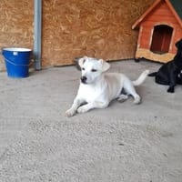 Samba, braucht dringend ihr zu Hause, Hündin zur Adoption