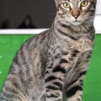 Junger, lieber, verträglicher Kater Saco, Kater zur Adoption