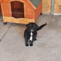 Blacky, lieb, verspielt, sucht Dich, Hund zur Adoption