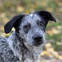 Tomasina möchte Sie begleiten, Hündin zur Adoption