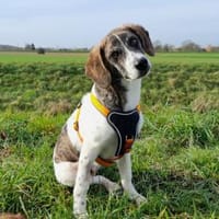 Dario wartet sehnsüchtig auf Sie, Hund zur Adoption