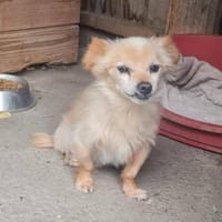 Süßer freundlicher Archie sucht zu Hause, Hund zur Adoption