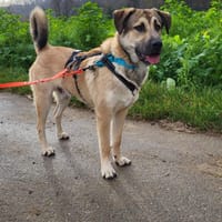 Rüdiger, freundlich, lieb, sucht Familie, Hund zur Adoption
