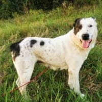 Deenah sucht Liebe, Hündin zur Adoption