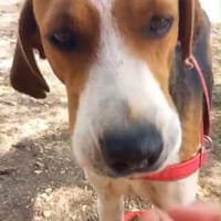 Seelenhund Rio in Braunfels, Hund zur Adoption