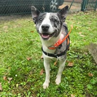 TADEO, chien à adopter