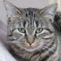 ARIA, chatte à adopter