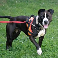 ARTEMIS, chienne à adopter