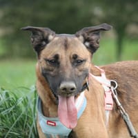 Tsouki, chien à adopter