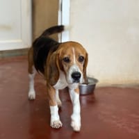 ONDINE PAA24002, chienne à adopter