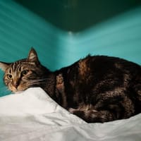 PABLO, chat à adopter