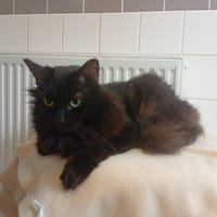 CINDY (ATT TX HORMONAL), chatte à adopter