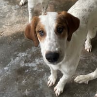 tara, chienne à adopter