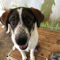 Naska, chienne à adopter