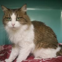 ROULET BOULET HAB17453, chatte à adopter