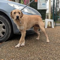 SOFI, chienne à adopter