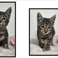 SORA ( RACHEL), chatte à adopter