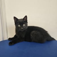 MIKADO, chat à adopter