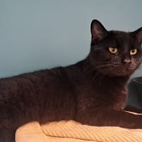 GHOST, chatte à adopter