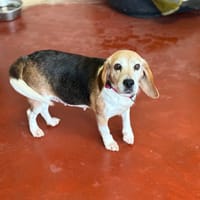 NOISETTE PAA24001, chienne à adopter