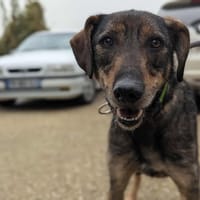 BANTIK, chien à adopter